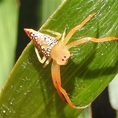 Arkys walckenaeri (Triangle spider) at Acton, ACT - 12 Dec 2024 by HelenCross