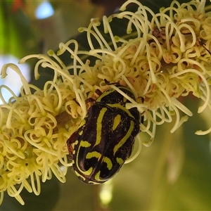 Eupoecila australasiae (Fiddler Beetle) at Acton, ACT by HelenCross