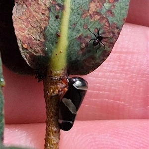 Unidentified Leafhopper or planthopper (Hemiptera, several families) at Monga, NSW by clarehoneydove