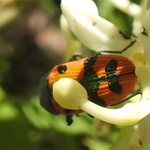 Castiarina scalaris (Scalaris jewel beetle) at Acton, ACT by HelenCross