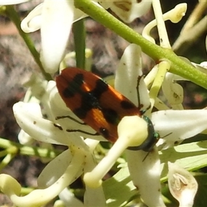 Castiarina scalaris at Acton, ACT - 12 Dec 2024 01:26 PM