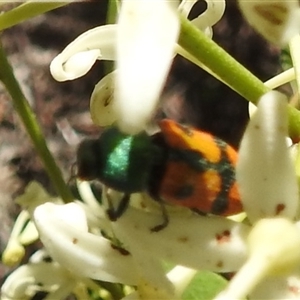 Castiarina scalaris at Acton, ACT - 12 Dec 2024 01:26 PM