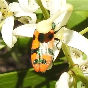 Castiarina scalaris at Acton, ACT - 12 Dec 2024 01:26 PM