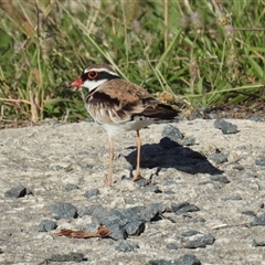 Charadrius melanops (Black-fronted Dotterel) at Kambah, ACT - 12 Dec 2024 by HelenCross