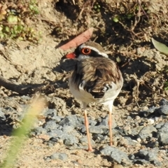 Charadrius melanops at Kambah, ACT - 13 Dec 2024