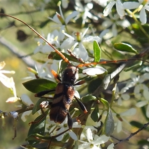 Unidentified Longhorn beetle (Cerambycidae) at Kambah, ACT by HelenCross