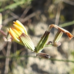 Unidentified Other Shrub at Kambah, ACT - 12 Dec 2024 by HelenCross