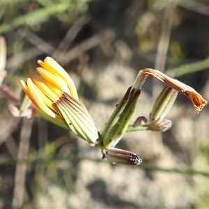 Chondrilla juncea at Kambah, ACT - suppressed