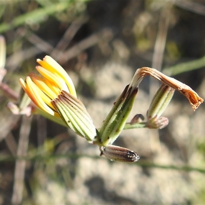 Unidentified Other Shrub at Kambah, ACT - 12 Dec 2024 by HelenCross