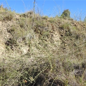 Chondrilla juncea at Kambah, ACT - suppressed