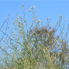 Chondrilla juncea at Kambah, ACT - suppressed