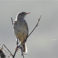 Anthus australis (Australian Pipit) at Kambah, ACT - 13 Dec 2024 by HelenCross