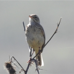 Anthus australis at Kambah, ACT - 13 Dec 2024