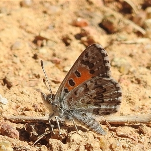 Lucia limbaria (Chequered Copper) at Kambah, ACT by HelenCross