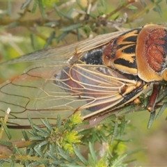 Unidentified Cicada (Hemiptera, Cicadoidea) at Illaroo, NSW - 13 Dec 2024 by Harrisi