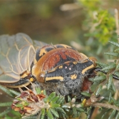 Thopha saccata at Illaroo, NSW - 14 Dec 2024