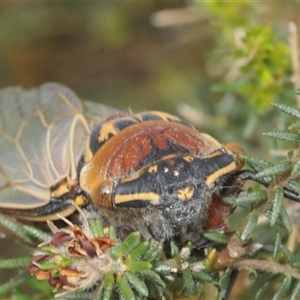 Thopha saccata at Illaroo, NSW - 14 Dec 2024