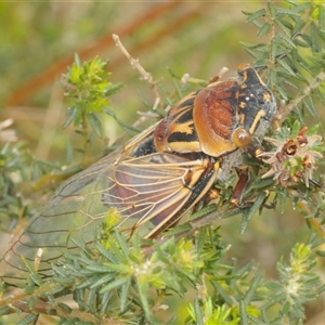 Thopha saccata at Illaroo, NSW - 14 Dec 2024