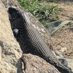 Egernia cunninghami (Cunningham's Skink) at Kambah, ACT - 13 Dec 2024 by HelenCross