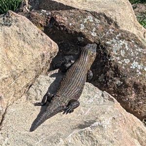 Egernia cunninghami at Kambah, ACT - 14 Dec 2024 08:56 AM