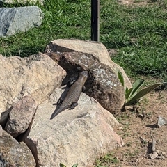 Egernia cunninghami at Kambah, ACT - 14 Dec 2024 08:56 AM