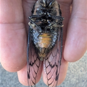 Psaltoda moerens at Acton, ACT - 12 Dec 2024 09:14 AM