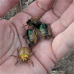 Anoplognathus brunnipennis (Green-tailed Christmas beetle) at Kambah, ACT - 14 Dec 2024 by HelenCross