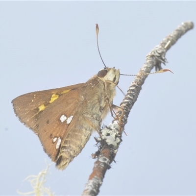 Unverified Skipper (Hesperiidae) at Fitzroy Falls, NSW - 14 Dec 2024 by Harrisi