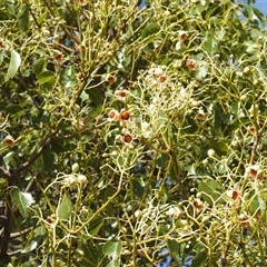 Brachychiton populneus (Kurrajong) at Kambah, ACT - 14 Dec 2024 by HelenCross