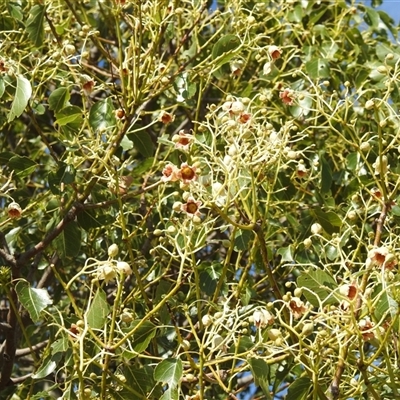 Brachychiton populneus at Kambah, ACT - 13 Dec 2024 by HelenCross