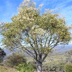 Brachychiton populneus at Kambah, ACT - 14 Dec 2024 09:11 AM