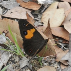 Unidentified Butterfly (Lepidoptera, Rhopalocera) at Illaroo, NSW - 13 Dec 2024 by Harrisi