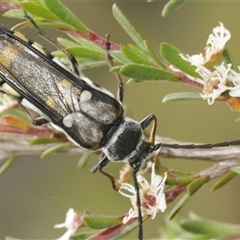 Hesthesis sp. (genus) at Bywong, NSW - 14 Dec 2024 by Harrisi