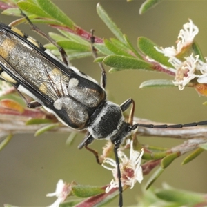 Hesthesis sp. (genus) (Wasp-mimic longicorn beetle) at Bywong, NSW by Harrisi