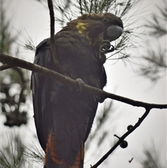 Calyptorhynchus lathami lathami (Glossy Black-Cockatoo) at Wingello, NSW - 17 Oct 2020 by GITM1