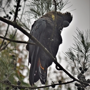 Calyptorhynchus lathami lathami at Wingello, NSW - suppressed