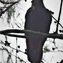 Calyptorhynchus lathami lathami at Wingello, NSW - suppressed