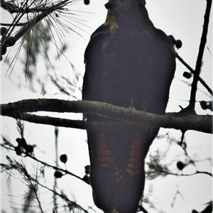 Calyptorhynchus lathami lathami at Wingello, NSW - suppressed