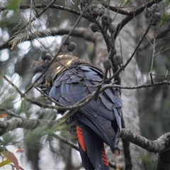 Calyptorhynchus lathami lathami at Wingello, NSW - 17 Oct 2020