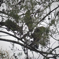 Calyptorhynchus lathami lathami at Wingello, NSW - 17 Oct 2020