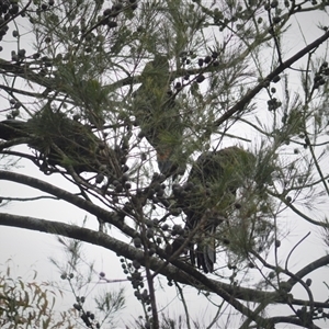 Calyptorhynchus lathami lathami at Wingello, NSW - 17 Oct 2020