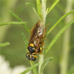 Xyloperga amenaida at Gundary, NSW - 14 Dec 2024 by Harrisi