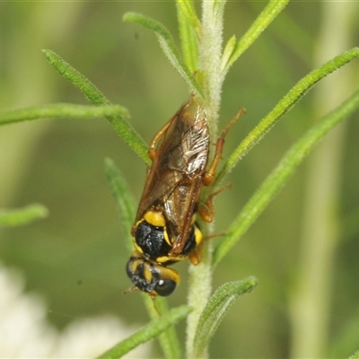 Xyloperga amenaida at Gundary, NSW - 14 Dec 2024 by Harrisi