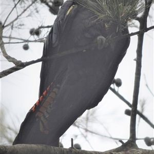 Calyptorhynchus lathami lathami (Glossy Black-Cockatoo) at Wingello, NSW by GITM1