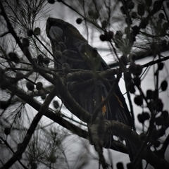 Calyptorhynchus lathami lathami at Wingello, NSW - suppressed