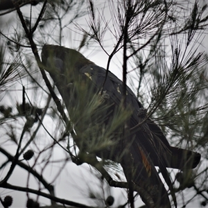 Calyptorhynchus lathami lathami at Wingello, NSW - suppressed