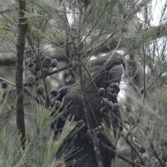 Calyptorhynchus lathami lathami at Wingello, NSW - suppressed