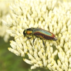 Selagis caloptera (Caloptera jewel beetle) at Gundary, NSW - 14 Dec 2024 by Harrisi