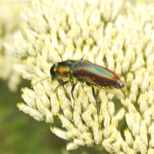 Selagis caloptera (Caloptera jewel beetle) at Gundary, NSW by Harrisi