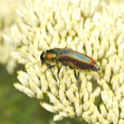 Selagis caloptera (Caloptera jewel beetle) at Gundary, NSW - 14 Dec 2024 by Harrisi